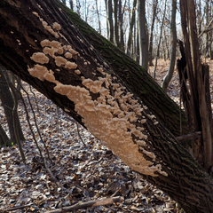 Fungi