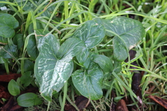 Arum italicum