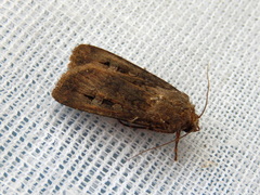 Agrotis infusa