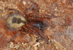 Amaurobius fenestralis