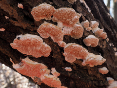 Fungi