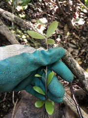 Pittosporum ralphii