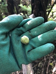 Pittosporum ralphii