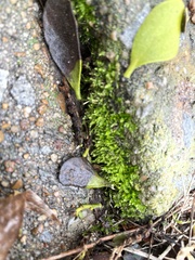 Oxyrrhynchium hians