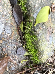 Oxyrrhynchium hians