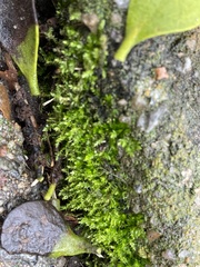 Oxyrrhynchium hians