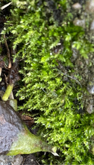Oxyrrhynchium hians