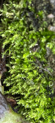 Oxyrrhynchium hians