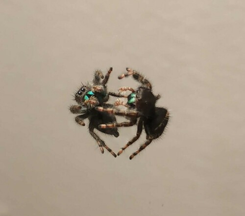 Bold Jumping Spider photographed in Iowa
