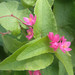 Coral Vine - Photo (c) portioid, some rights reserved (CC BY-SA), uploaded by portioid