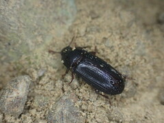 Uloma tenebrionoides
