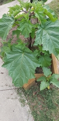 Datura stramonium