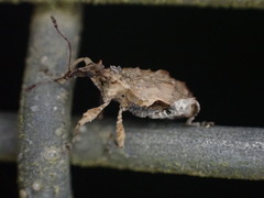 Stephanorhynchus curvipes