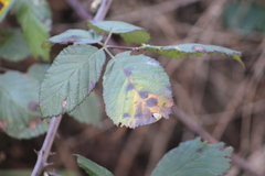 Phragmidium violaceum