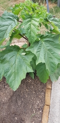 Datura stramonium