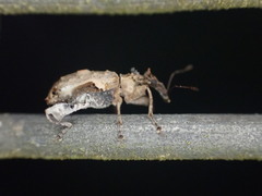 Stephanorhynchus curvipes