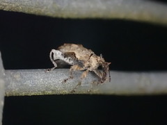 Stephanorhynchus curvipes