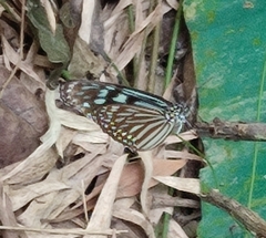 Ideopsis similis persimilis