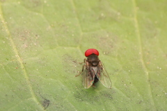 Lindneromyia