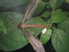 Austrotipula hudsoni
