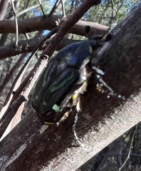 Chlorobapta frontalis