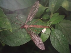 Austrotipula hudsoni