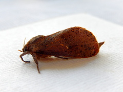 Elhamma australasiae