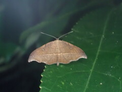 Sarisa muriferata