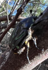 Chlorobapta frontalis