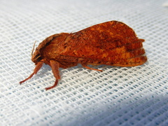 Elhamma australasiae