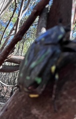 Chlorobapta frontalis