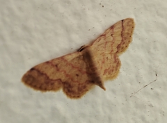 Idaea craspedota