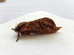 Elhamma australasiae