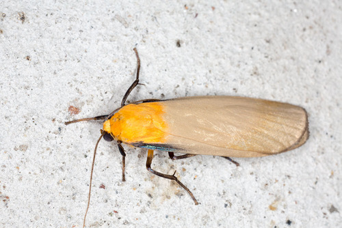 Four-spotted Footman