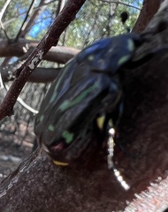 Chlorobapta frontalis