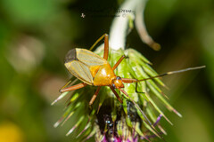 Calocoris nemoralis