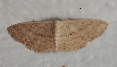 Scopula minorata
