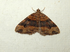 Epyaxa subidaria