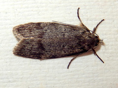 Ericrypsina chorodoxa