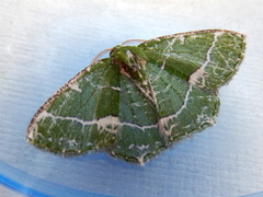 Eucyclodes insperata