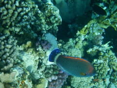 Pseudodax moluccanus