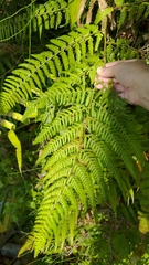 Microlepia speluncae