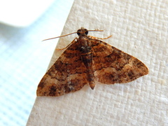Eucymatoge peplodes
