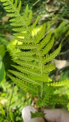 Microlepia speluncae