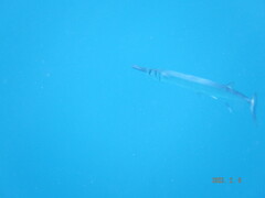 Tylosurus crocodilus