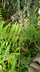 Microlepia speluncae