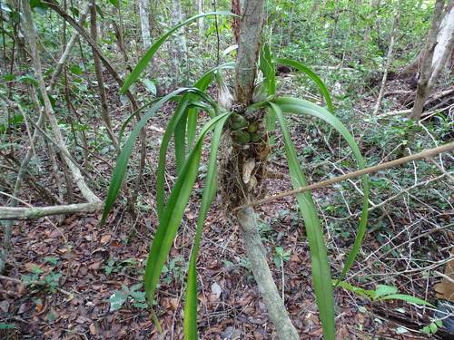 Image of Encyclia alata by (c) Alexis López Hernández, some rights reserved (CC BY)