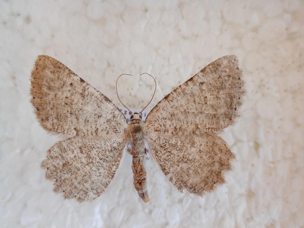 Limestone Annulet