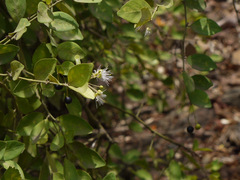 Capparis sepiaria