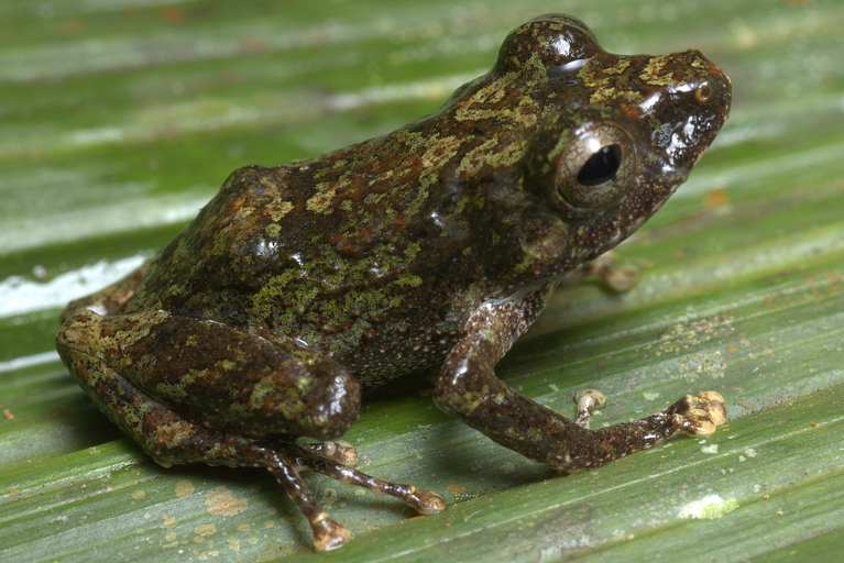 Orca Rain Frog
